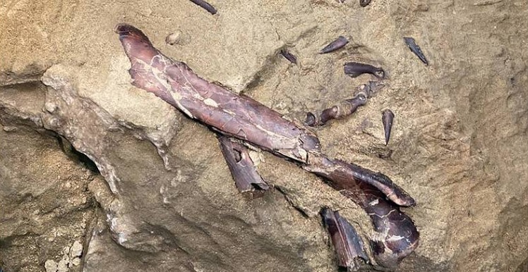 В Кузбассе впервые в России нашли окаменелости хищного динозавра теропода