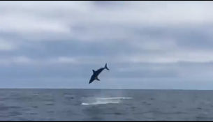 Рыбаки наткнулись на «летающую акулу» посреди залива