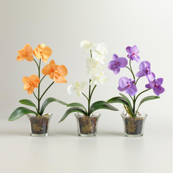 Орхидеи домашние: некоторые правила по уходу за растением