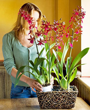 Орхидеи: некоторые правила ухода в домашних условиях