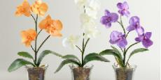Орхидеи домашние: некоторые правила по уходу ...