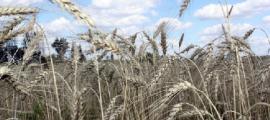 В России соберут рекордный урожай зерна со времен СССР