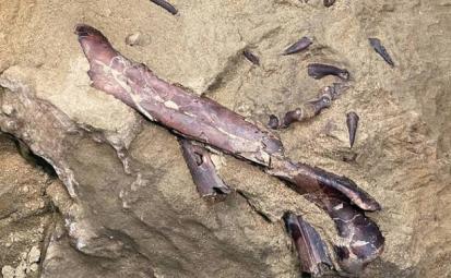 В Кузбассе впервые в России нашли окаменелости хищного динозавра теропода