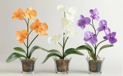 Орхидеи домашние: некоторые правила по уходу за растением