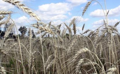 В России соберут рекордный урожай зерна со времен СССР